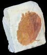 Fossil Leaf (Zizyphoides) - Montana #53291-2
